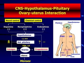CNS-Hypothalamus-Pituitary
Ovary-uterus Interaction
Neural control Chemical control
Dopamine
(-)
Norepiniphrine
(+)
Endorphines
(-)
Hypothalamus
Gn-RH
Ant. pituitary
FSH, LH
Ovaries
Uterus
Progesterone
Estrogen
Menses
–
± ?
 