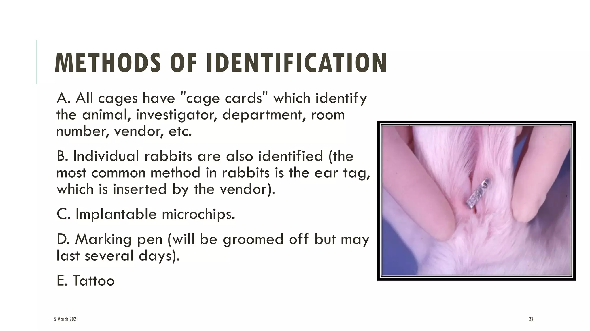 Rabbit as a Laboratory Animal. | PDF