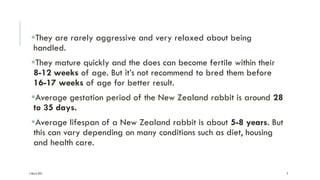 Fertilized Rabbit Rabbit as a Laboratory Animal. | PDF