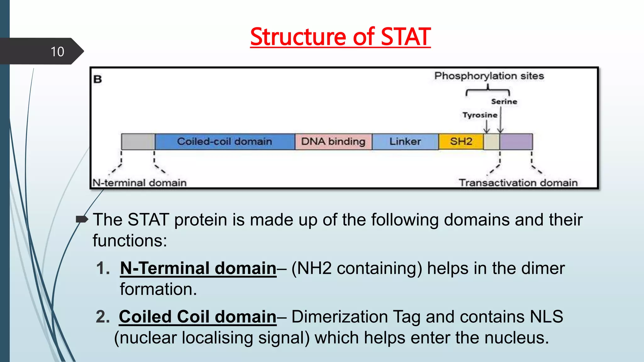 Structure of STAT
The STAT protein is made up of the following domains and their
functions:
1. N-Terminal domain– (NH2 containing) helps in the dimer
formation.
2. Coiled Coil domain– Dimerization Tag and contains NLS
(nuclear localising signal) which helps enter the nucleus.
10
 