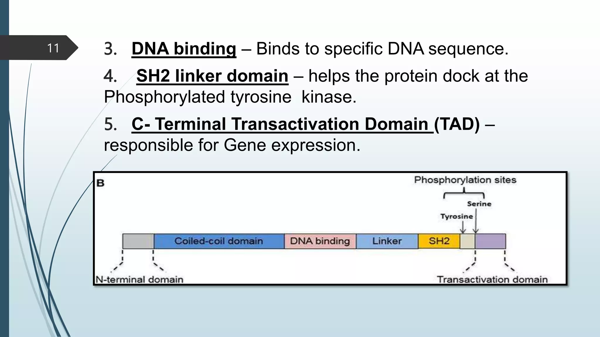 3. DNA binding – Binds to specific DNA sequence.
4. SH2 linker domain – helps the protein dock at the
Phosphorylated tyrosine kinase.
5. C- Terminal Transactivation Domain (TAD) –
responsible for Gene expression.
11
 