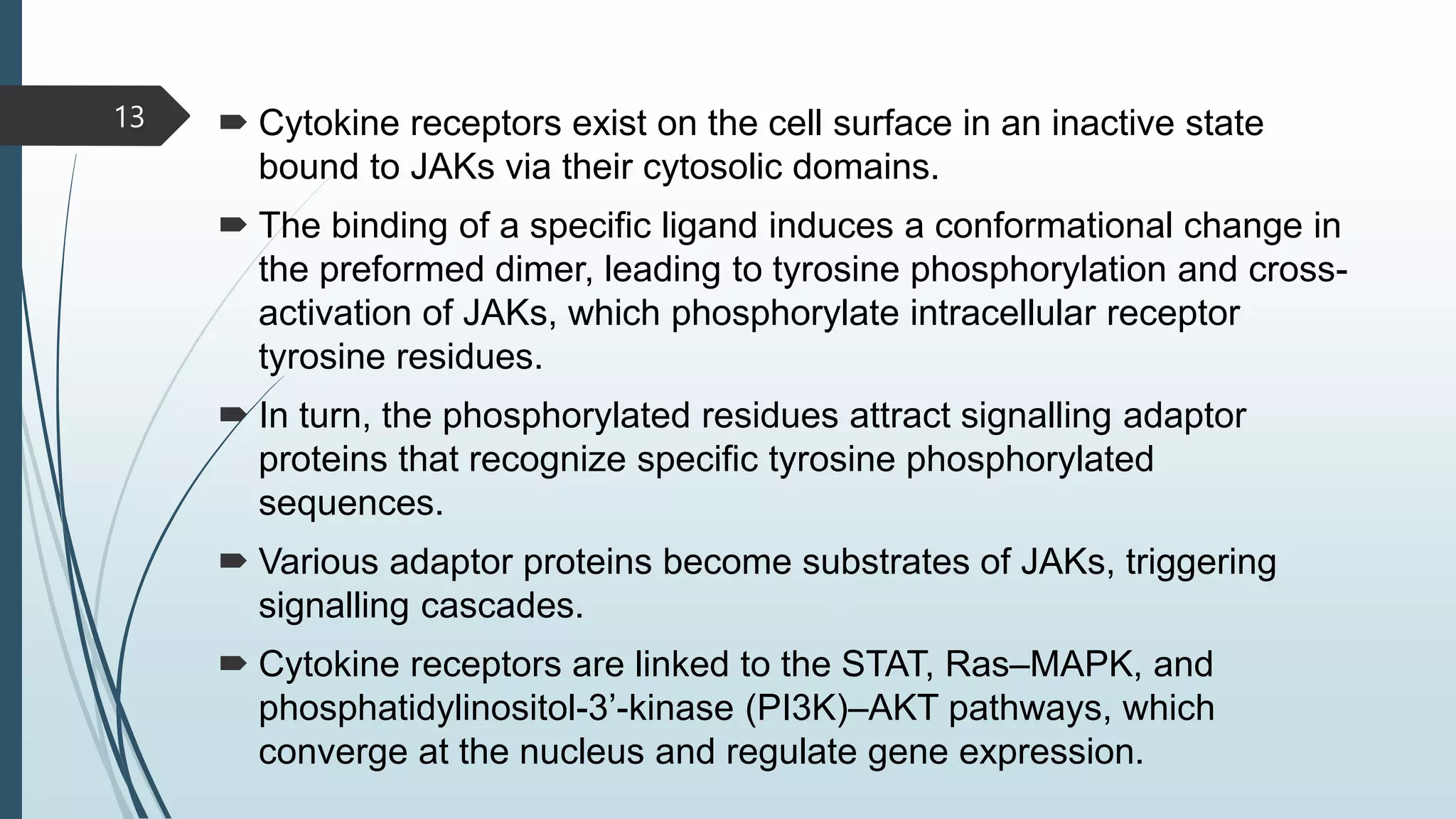  Cytokine receptors exist on the cell surface in an inactive state
bound to JAKs via their cytosolic domains.
 The binding of a specific ligand induces a conformational change in
the preformed dimer, leading to tyrosine phosphorylation and cross-
activation of JAKs, which phosphorylate intracellular receptor
tyrosine residues.
 In turn, the phosphorylated residues attract signalling adaptor
proteins that recognize specific tyrosine phosphorylated
sequences.
 Various adaptor proteins become substrates of JAKs, triggering
signalling cascades.
 Cytokine receptors are linked to the STAT, Ras–MAPK, and
phosphatidylinositol-3’-kinase (PI3K)–AKT pathways, which
converge at the nucleus and regulate gene expression.
13
 