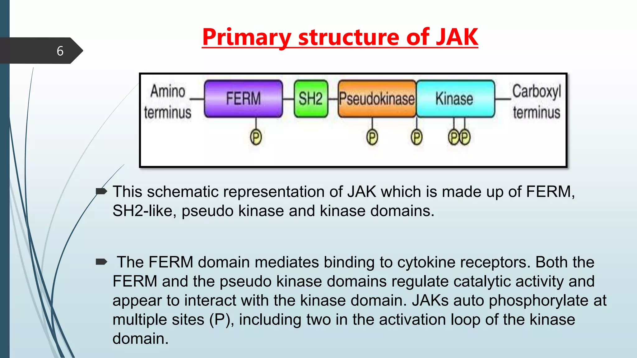 Primary structure of JAK
 This schematic representation of JAK which is made up of FERM,
SH2-like, pseudo kinase and kinase domains.
 The FERM domain mediates binding to cytokine receptors. Both the
FERM and the pseudo kinase domains regulate catalytic activity and
appear to interact with the kinase domain. JAKs auto phosphorylate at
multiple sites (P), including two in the activation loop of the kinase
domain.
6
 