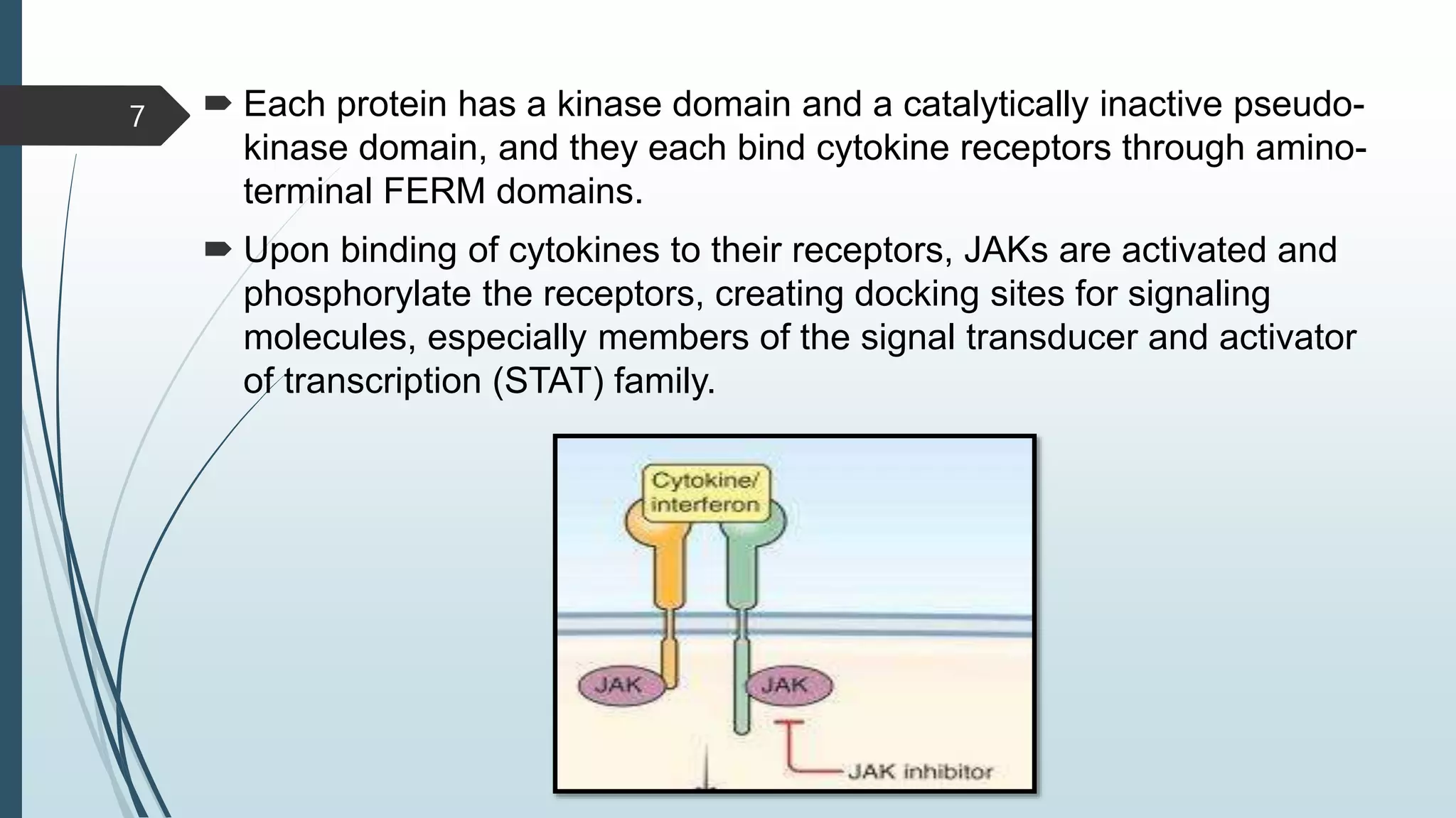  Each protein has a kinase domain and a catalytically inactive pseudo-
kinase domain, and they each bind cytokine receptors through amino-
terminal FERM domains.
 Upon binding of cytokines to their receptors, JAKs are activated and
phosphorylate the receptors, creating docking sites for signaling
molecules, especially members of the signal transducer and activator
of transcription (STAT) family.
7
 