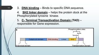 3. DNA binding – Binds to specific DNA sequence.
4. SH2 linker domain – helps the protein dock at the
Phosphorylated tyrosine kinase.
5. C- Terminal Transactivation Domain (TAD) –
responsible for Gene expression.
11
 
