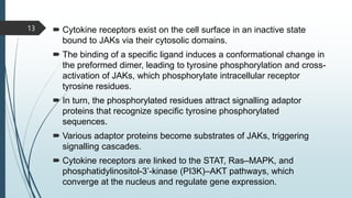  Cytokine receptors exist on the cell surface in an inactive state
bound to JAKs via their cytosolic domains.
 The binding of a specific ligand induces a conformational change in
the preformed dimer, leading to tyrosine phosphorylation and cross-
activation of JAKs, which phosphorylate intracellular receptor
tyrosine residues.
 In turn, the phosphorylated residues attract signalling adaptor
proteins that recognize specific tyrosine phosphorylated
sequences.
 Various adaptor proteins become substrates of JAKs, triggering
signalling cascades.
 Cytokine receptors are linked to the STAT, Ras–MAPK, and
phosphatidylinositol-3’-kinase (PI3K)–AKT pathways, which
converge at the nucleus and regulate gene expression.
13
 
