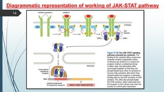Diagrammatic representation of working of JAK-STAT pathway
14
 