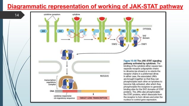 JAK-STAT Signalling Pathway | PPTX