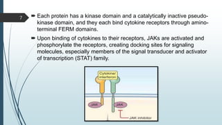  Each protein has a kinase domain and a catalytically inactive pseudo-
kinase domain, and they each bind cytokine receptors through amino-
terminal FERM domains.
 Upon binding of cytokines to their receptors, JAKs are activated and
phosphorylate the receptors, creating docking sites for signaling
molecules, especially members of the signal transducer and activator
of transcription (STAT) family.
7
 