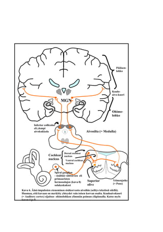 Kuva 6. Ääni-impulssien eteneminen sisäkorvasta aivoihin (selitys tekstissä edellä).
Huomaa, että kuvaan on merkitty yhtey...