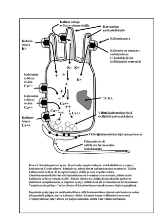 TUMA
Karvasolun
nukkalisäkkeitä
Kaliumkanava
Primaarisen eli
välittävän hermosolun
tuojahaarake
Välittäjäainemolekyylejä s...