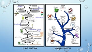 PLANT KINGDOM ANIMAL KINGDOM
 