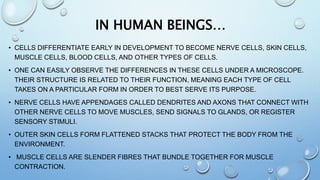 IN HUMAN BEINGS…
• CELLS DIFFERENTIATE EARLY IN DEVELOPMENT TO BECOME NERVE CELLS, SKIN CELLS,
MUSCLE CELLS, BLOOD CELLS, AND OTHER TYPES OF CELLS.
• ONE CAN EASILY OBSERVE THE DIFFERENCES IN THESE CELLS UNDER A MICROSCOPE.
THEIR STRUCTURE IS RELATED TO THEIR FUNCTION, MEANING EACH TYPE OF CELL
TAKES ON A PARTICULAR FORM IN ORDER TO BEST SERVE ITS PURPOSE.
• NERVE CELLS HAVE APPENDAGES CALLED DENDRITES AND AXONS THAT CONNECT WITH
OTHER NERVE CELLS TO MOVE MUSCLES, SEND SIGNALS TO GLANDS, OR REGISTER
SENSORY STIMULI.
• OUTER SKIN CELLS FORM FLATTENED STACKS THAT PROTECT THE BODY FROM THE
ENVIRONMENT.
• MUSCLE CELLS ARE SLENDER FIBRES THAT BUNDLE TOGETHER FOR MUSCLE
CONTRACTION.
 
