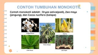 CONTOH TUMBUHAN MONOKOTIL
Contoh monokotil adalah : Oryza sativa(padi), Zea mays
(jangung), dan Cocos nucifera (kelapa)
 