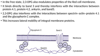 07. Anticoagulants and Preservatives for Red Cells and Platelets.pptx