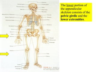 The  lower  portion of the appendicular skeleton consists of the  pelvic girdle  and the  lower extremities . 