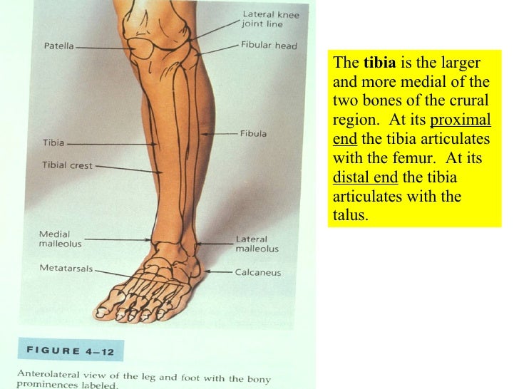 07 Appendicular Skeleton Pelvic Girdle And Lower Limbs