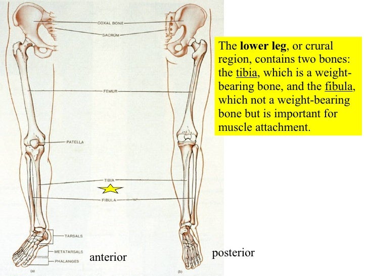 07 Appendicular Skeleton Pelvic Girdle And Lower Limbs