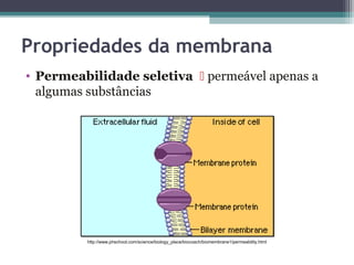 Propriedades da membrana 
• Permeabilidade seletiva  permeável apenas a 
algumas substâncias 
http://www.phschool.com/science/biology_place/biocoach/biomembrane1/permeability.html 
 
