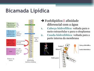 Bicamada Lipídica 
 Fosfolipídios  afinidade 
diferencial com a água 
1. Cabeça hidrofílica: voltada para o 
meio extracelular e para o citoplasma 
2. Cauda hidrofóbica: voltada para a 
parte interna da membrana 
 