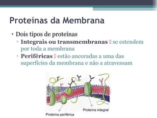 Proteínas da Membrana 
• Dois tipos de proteínas 
▫ Integrais ou transmembranas  se estendem 
por toda a membrana 
▫ Periféricas  estão ancoradas a uma das 
superfícies da membrana e não a atravessam 
Proteína integral 
Proteína periférica 
 