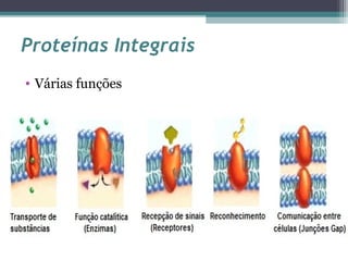 Proteínas Integrais 
• Várias funções 
 