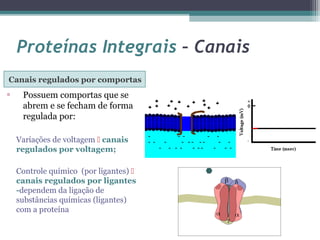 Proteínas Integrais – Canais 
Canais regulados por comportas 
▫ Possuem comportas que se 
abrem e se fecham de forma 
regulada por: 
Variações de voltagem  canais 
regulados por voltagem; 
Controle químico (por ligantes)  
canais regulados por ligantes 
-dependem da ligação de 
substâncias químicas (ligantes) 
com a proteína 
 