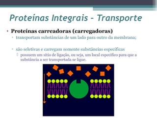Proteínas Integrais – Transporte 
• Proteínas carreadoras (carregadoras) 
▫ transportam substâncias de um lado para outro da membrana; 
▫ são seletivas e carregam somente substâncias específicas 
 possuem um sítio de ligação, ou seja, um local específico para que a 
substância a ser transportada se ligue. 
 