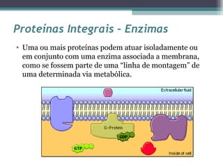 Proteínas Integrais – Enzimas 
• Uma ou mais proteínas podem atuar isoladamente ou 
em conjunto com uma enzima associada a membrana, 
como se fossem parte de uma “linha de montagem” de 
uma determinada via metabólica. 
 