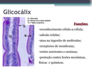 Glicocálix 
FFuunnççõõeess:: 
•reconhecimento célula-a-célula; 
•adesão celular; 
•atua na ingestão de moléculas; 
•receptores de membrana; 
•retém nutrientes e enzimas; 
•proteção contra lesões mecânicas, 
físicas e químicas. 
 