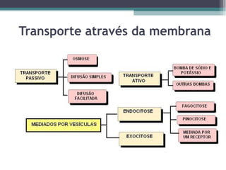 Transporte através da membrana 
 