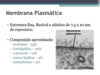 Membrana Plasmática 
• Estrutura fina, flexível e elástica de 7,5 a 10 nm 
de espessura; 
• Composição aproximada: 
▫ proteínas – 55% 
▫ fosfolipídios – 25% 
▫ colesterol – 13% 
▫ outros lipídios – 4% 
▫ carboidratos – 3% 
 