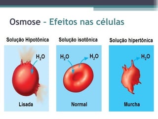 Osmose – Efeitos nas células 
 