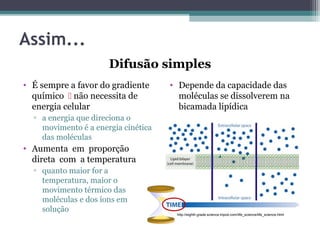 Assim... 
Difusão simples 
• É sempre a favor do gradiente 
químico  não necessita de 
energia celular 
▫ a energia que direciona o 
movimento é a energia cinética 
das moléculas 
• Aumenta em proporção 
direta com a temperatura 
▫ quanto maior for a 
temperatura, maior o 
movimento térmico das 
moléculas e dos íons em 
solução 
• Depende da capacidade das 
moléculas se dissolverem na 
bicamada lipídica 
http://eighth.grade.science.tripod.com/life_science/life_science.html 
 