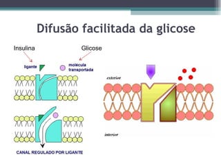 Difusão facilitada da glicose 
Insulina Glicose 
 