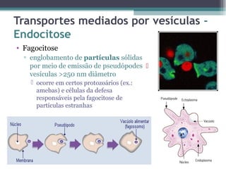 Transportes mediados por vesículas - 
Endocitose 
• Fagocitose 
▫ englobamento de partículas sólidas 
por meio de emissão de pseudópodes  
vesículas >250 nm diâmetro 
 ocorre em certos protozoários (ex.: 
amebas) e células da defesa 
responsáveis pela fagocitose de 
partículas estranhas 
 