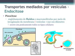 Transportes mediados por vesículas - 
Endocitose 
• Pinocitose 
▫ englobamento de fluidos e macromoléculas por meio de 
invaginação da membrana  vesículas <150 nm diâmetro 
 ocorre em praticamente todos os tipos celulares 
 