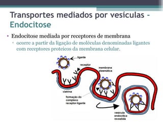 Transportes mediados por vesículas - 
Endocitose 
• Endocitose mediada por receptores de membrana 
▫ ocorre a partir da ligação de moléculas denominadas ligantes 
com receptores proteicos da membrana celular. 
 