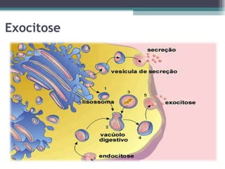 Exocitose 
 