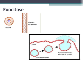 Exocitose 
 