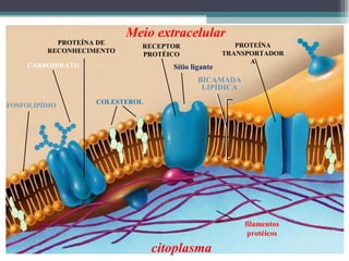 Meio extracelular 
citoplasma 
filamentos 
protéicos 
PROTEÍNA DE 
RECONHECIMENTO 
RECEPTOR 
PROTÉICO 
PROTEÍNA 
TRANSPORTADOR 
A 
Sítio ligante 
BICAMADA 
LIPÍDICA 
CARBOIDRATO 
FOSFOLIPÍDIO COLESTEROL 
 