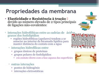Propriedades da membrana 
• Elasticidade e Resistência à tração  
devido ao número elevado de 2 tipos principais 
de ligações não-covalentes: 
▫ interações hidrofóbicas entre as cadeias de ácidos 
graxos dos fosfolipídios 
• regiões hidrofóbicas (apolares) tendem a se 
associar no interior da bicamada lipídica para 
manter distância do contato com a água 
▫ interações hidrofílicas entre 
• grupos iônicos de proteínas 
• grupos polares de fosfolipídios 
• em contato direto com a fase aquosa das superfícies 
▫ outras interações 
• pontes de hidrogênio 
• interações eletrostáticas 
 