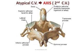 skeleton on head + bony features of cervical vertebrae 2018 | PPTX