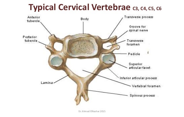Dr. Ahmed ElNashar 2015 Typical Cervical Vertebrae C3, C4, C5, C6 