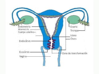 N14. endocervicales