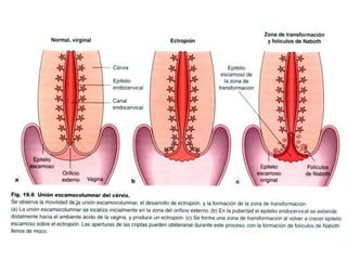 N15 endocervicales