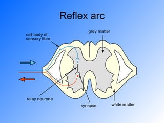Reflex arc 