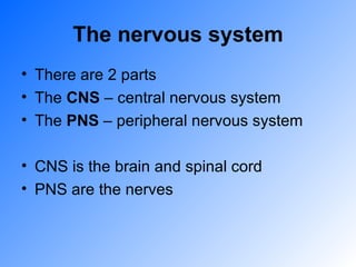 The nervous system There are 2 parts The  CNS  – central nervous system The  PNS  – peripheral nervous system CNS is the brain and spinal cord PNS are the nerves 