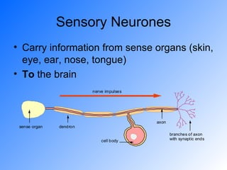 Sensory Neurones Carry information from sense organs (skin, eye, ear, nose, tongue)  To  the brain 