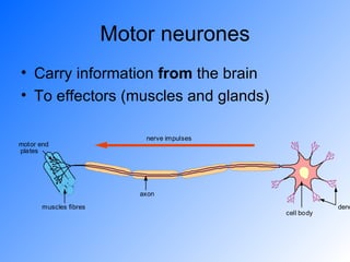 Motor neurones Carry information  from  the brain To effectors (muscles and glands) 